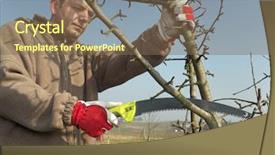  Presentation with fruit tree - Amazing presentation theme having fruit trees - young gardener pruning apple tree backdrop and a violet colored foreground