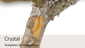  Presentation with fruit trees - PPT theme consisting of fruit trees caused by elk background and a coral colored foreground