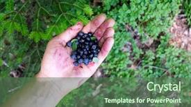  Presentation with blueberry - Theme enhanced with fruit vaccinium - collected in the forest blueberry background and a ocean colored foreground