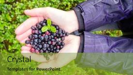  Presentation with blueberry - Slides having fruit vaccinium - collected in the forest blueberry background and a  colored foreground
