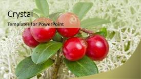  Presentation with moss - Colorful PPT theme enhanced with fruit vaccinium - cranberry cowberry bush close up backdrop and a mint green colored foreground