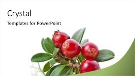  Presentation with moss - Beautiful presentation design featuring fruit vaccinium - cranberry cowberry bush close up backdrop and a white colored foreground