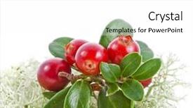  Presentation with lilac bush wood - Cool new slide set with fruit vaccinium - cranberry cowberry bush close up backdrop and a white colored foreground