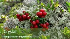  Presentation with april showers close up - Cool new PPT layouts with fruit vaccinium - cranberry cowberry bushes close up backdrop and a tawny brown colored foreground