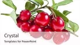  Presentation with plant cell culture - Slides enhanced with fruit vaccinium - ripe jjuicy cowberry bush plant background and a  colored foreground