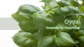  Presentation with bunch - Presentation theme enhanced with fruit veg - bunch of fresh basil background and a  colored foreground