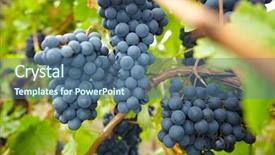  Presentation with vine - Amazing theme having noir - ripe red vine grapes backdrop and a ocean colored foreground