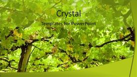  Presentation with vineyard - Slides featuring ripening white grapes at vineyard in new zealand background and a gold colored foreground