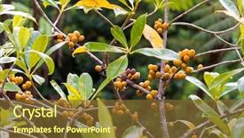  Presentation with orange fruit - Beautiful presentation theme featuring fruit with seeds of resin backdrop and a tawny brown colored foreground