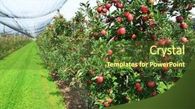  Presentation with garden - Slides having fruitful - apple garden background and a tawny brown colored foreground