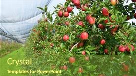  Presentation with garden - Beautiful slide set featuring fruitful - apple garden backdrop and a tawny brown colored foreground