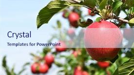  Presentation with apple - PPT layouts featuring fruitful - apple on the tree background and a sky blue colored foreground