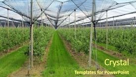  Presentation with hail - Audience pleasing slide set consisting of fruitful - apple orchard with nets backdrop and a tawny brown colored foreground