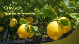  Presentation with lemon - PPT theme consisting of fruitful - bunch of fresh ripe lemons background and a tawny brown colored foreground