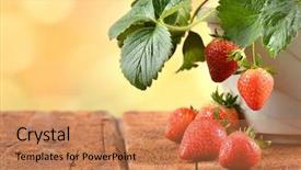  Presentation with strawberry - PPT theme enhanced with fruitful - strawberry plants growing background and a coral colored foreground