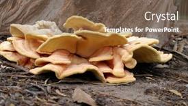  Presentation with growing tree - Slides with fruiting-bodies-of-the-sulfur background and a violet colored foreground