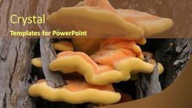 Presentation with fungus - PPT theme consisting of fruiting-bodies-of-the-sulfur background and a tawny brown colored foreground