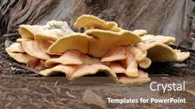  Presentation with growing tree - Audience pleasing slide set consisting of fruiting-bodies-of-the-sulfur backdrop and a tawny brown colored foreground