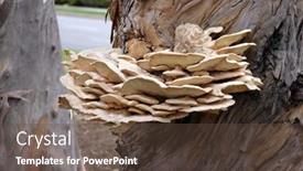  Presentation with growing tree - Cool new presentation with fruiting-bodies-of-the-sulfur backdrop and a tawny brown colored foreground