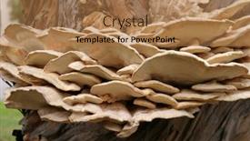  Presentation with sulfur - Theme enhanced with fruiting-bodies-of-the-sulfur background and a coral colored foreground