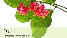  Presentation with seed - Slides having fruits-and-seed-euonymus-europaeus background and a yellow colored foreground