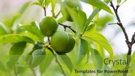  Presentation with green tree - PPT layouts consisting of fruits-green-immature-plum background and a yellow colored foreground