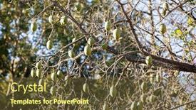  Presentation with fruits - Slide deck enhanced with fruits-of-the-kopok-tree background and a tawny brown colored foreground