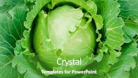  Presentation with cabbage cultivation - Beautiful slides featuring fruits vegetables cultivation - cabbage backdrop and a shamrock green colored foreground