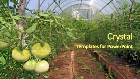  Presentation with plastic - Colorful theme enhanced with fruits vegetables cultivation - green tomatoes in plastic backdrop and a tawny brown colored foreground