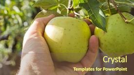  Presentation with masculine - PPT theme with fruits vegetables cultivation - masculine hand pulls off background and a tawny brown colored foreground