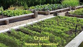  Presentation with vegetable garden - Presentation theme having fruits vegetables cultivation - neatly organized and raised vegetable background and a tawny brown colored foreground