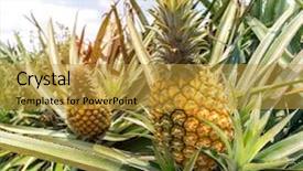  Presentation with fruit farm - Amazing slide set having fruits vegetables cultivation - pineapple fruit on the plantation backdrop and a gold colored foreground