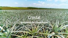  Presentation with fruit farm - PPT theme featuring fruits vegetables cultivation - pineapple fruit on the plantation background and a gray colored foreground