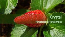  Presentation with strawberry - Slide set featuring fruits vegetables cultivation - strawberry fruit macro background and a  colored foreground