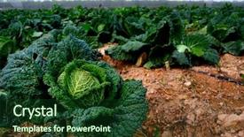  Presentation with plantation - Beautiful presentation featuring fruits vegetables herbs - cabbage plantation spanish agriculture backdrop and a tawny brown colored foreground
