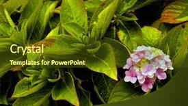  Presentation with abstract close up soap bubble - PPT layouts with fuchsia color garden flowers - abstract flower close up background and a  colored foreground