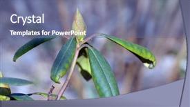  Presentation with bud - Slide set having fuchsia color garden flowers - bud of rhododendron before blooming background and a ocean colored foreground