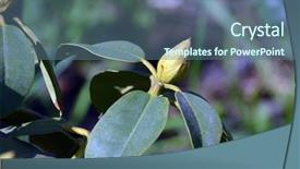  Presentation with bud - Audience pleasing presentation design consisting of fuchsia color garden flowers - bud of rhododendron before blooming backdrop and a ocean colored foreground