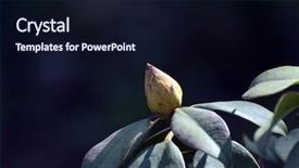  Presentation with bud - Presentation theme featuring fuchsia color garden flowers - bud of rhododendron before blooming background and a wine colored foreground