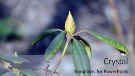  Presentation with bud - Cool new slide set with fuchsia color garden flowers - bud of rhododendron before blooming backdrop and a light blue colored foreground