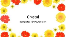  Presentation with gerbera daisies - Cool new presentation theme with fuchsia color garden flowers - daisies backdrop and a white colored foreground