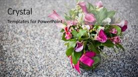  Presentation with grunge flower - Slide set consisting of fuchsia color garden flowers - fuchia flower bouquet on grunge background and a light gray colored foreground