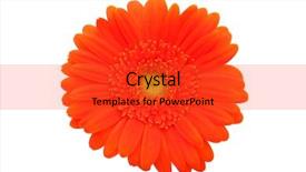  Presentation with gerbera daisy - Presentation theme consisting of fuchsia color garden flowers - gerbera daisy background and a red colored foreground