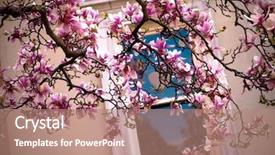  Presentation with magnolia - Colorful slide deck enhanced with fuchsia color garden flowers - magnolia soulangiana in bloom backdrop and a coral colored foreground