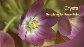  Presentation with cross and crown - PPT layouts having fuchsia color garden flowers - pink tulip cross processed background and a tawny brown colored foreground