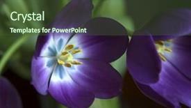  Presentation with purple spring - Amazing PPT layouts having fuchsia color garden flowers - purple tulip during spring season backdrop and a tawny brown colored foreground