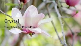  Presentation with single color - Presentation design having fuchsia color garden flowers - single magnolia with soft focus background and a mint green colored foreground