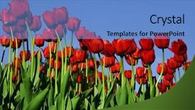  Presentation with tulips - Amazing PPT theme having fuchsia color garden flowers - tulips backdrop and a teal colored foreground