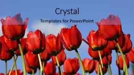  Presentation with tulips butterflies - PPT theme with fuchsia color garden flowers - tulips background and a teal colored foreground