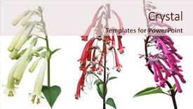  Presentation with flower - PPT theme consisting of fuchsia triphylla flower set isolated background and a  colored foreground